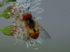 Copestylum sexmaculatum