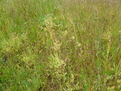 Lomatium nudicaule