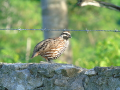 Colinus nigrogularis