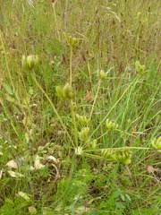 Lomatium nudicaule