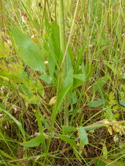 Lomatium nudicaule