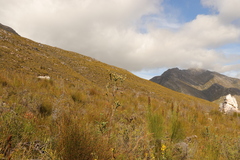 Thesium euphorbioides