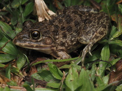 Hoplobatrachus chinensis