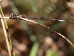 Pseudagrion kersteni