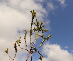 Thesium euphorbioides