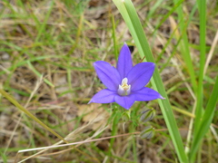 Brodiaea coronaria