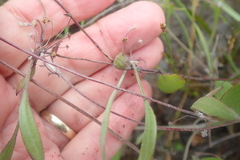 Centella glabrata