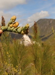 Thesium euphorbioides