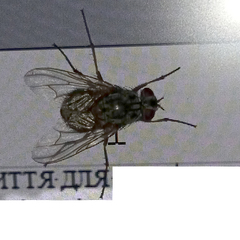 Muscina stabulans