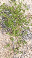 Fagonia chilensis