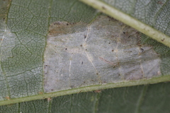 Phyllonorycter lucetiella