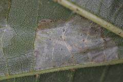 Phyllonorycter lucetiella
