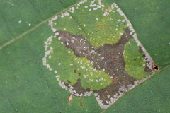 Phyllonorycter lucetiella