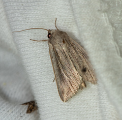 Mythimna riparia