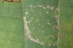 Phyllonorycter lucetiella