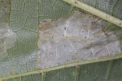 Phyllonorycter lucetiella