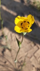 Sisyrinchium graminifolium