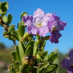 Citharexylum flabellifolium