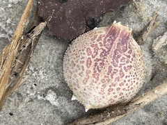 Persephona aquilonaris