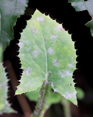Golovinomyces sonchicola
