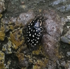 Oxythyrea testaceoguttata