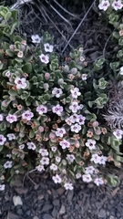 Clinopodium darwinii