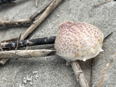 Persephona aquilonaris