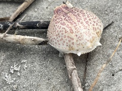 Persephona aquilonaris