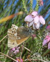Coenonympha tullia