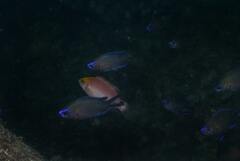 Symphodus mediterraneus