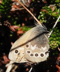 Coenonympha tullia