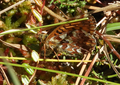 Boloria aquilonaris
