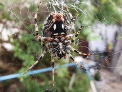 Neoscona orizabensis