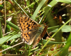 Boloria aquilonaris