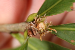 Andricus quercusfrondosus