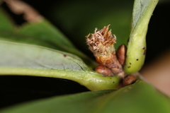 Andricus quercusfrondosus