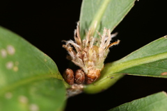 Andricus quercusfrondosus