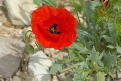 Papaver