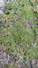 Azorella monantha