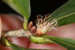 Andricus quercusfrondosus