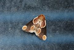 Cymatophoropsis trimaculata