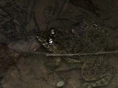 Hoplobatrachus chinensis