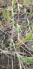 Paspalum distichum