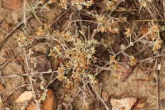 Helichrysum tinctum