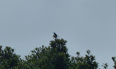 Nectarinia famosa famosa