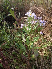 Symphyotrichum elliottii
