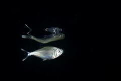 Trachinotus ovatus
