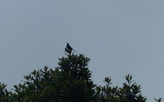 Nectarinia famosa famosa