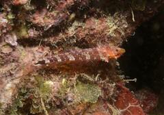 Tripterygion delaisi