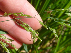 Torreyochloa pallida